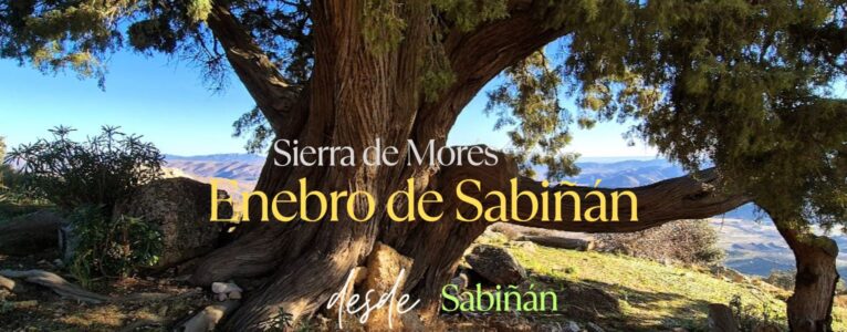 Enebro de Sabiñán. Sierra de Morés