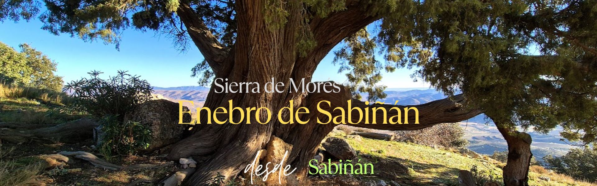 Enebro de Sabiñán. Sierra de Morés